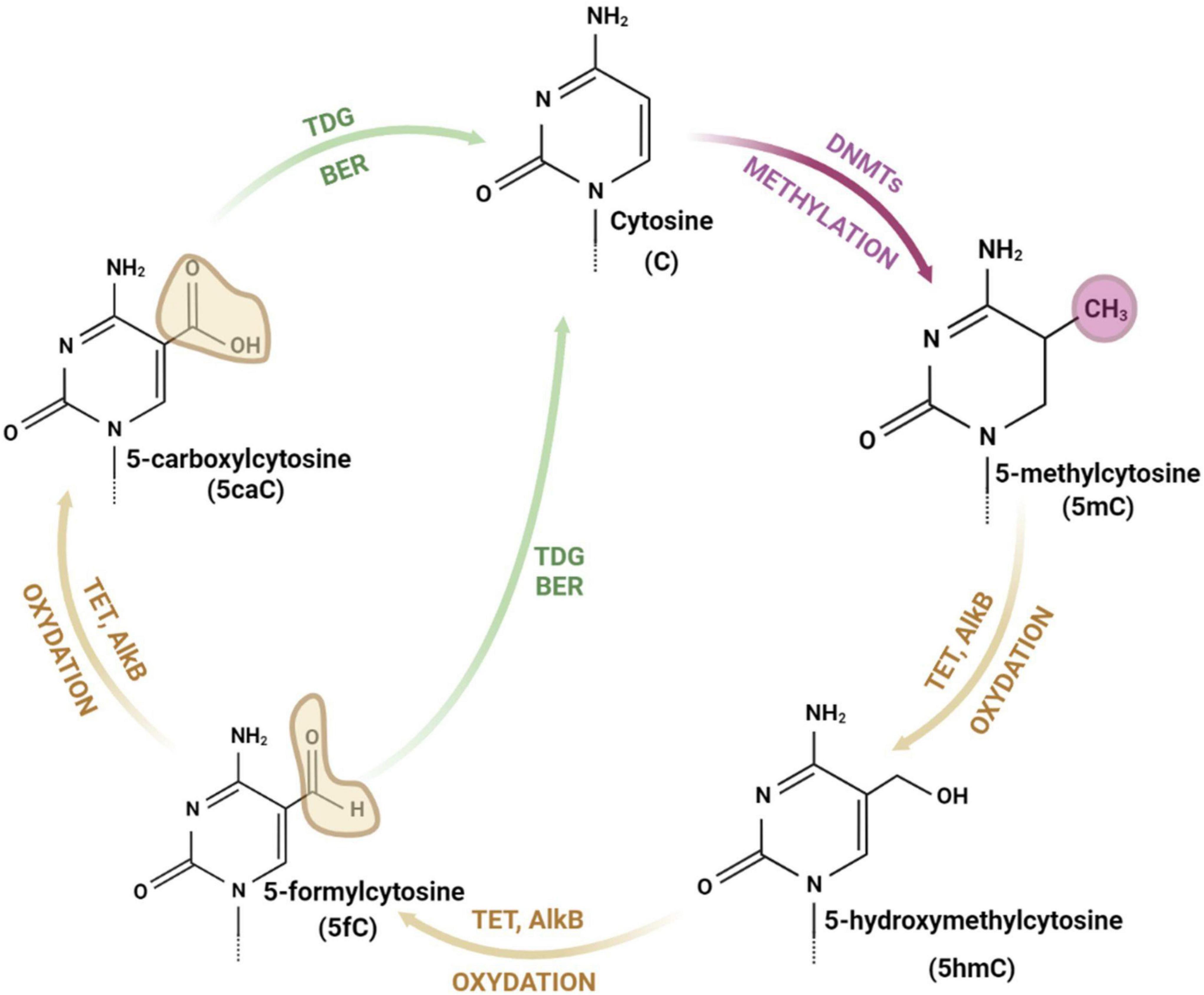 Is DNA methylation in the brain a mechanism of alcohol use disorder?